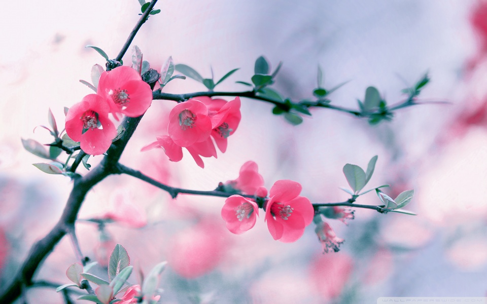 pink_blossom_flowers_spring-wallpaper-960x600